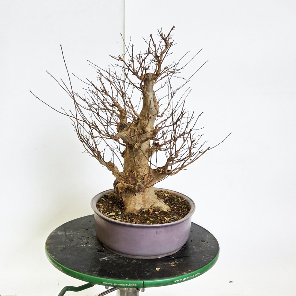 Klon bonsai na zewnątrz - Acer Burgeriana