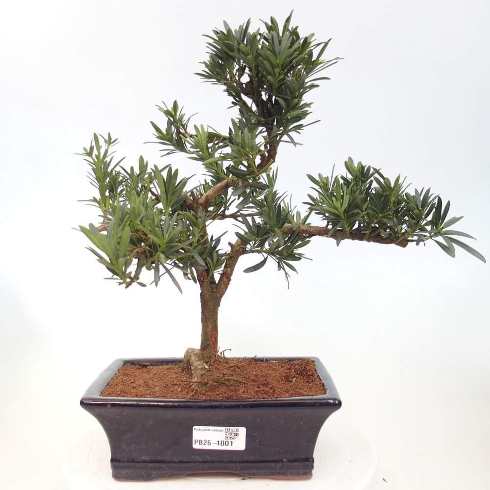 Pokój bonsai - Podocarpus - Kamienny cis