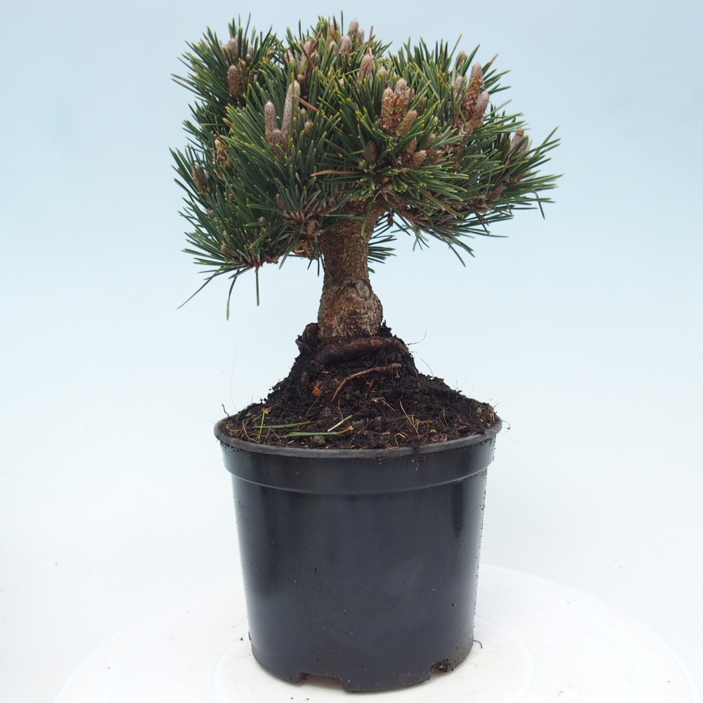 Outdoor bonsai - Pinus thunbergii senjyumaru - Sosna Thunberga
