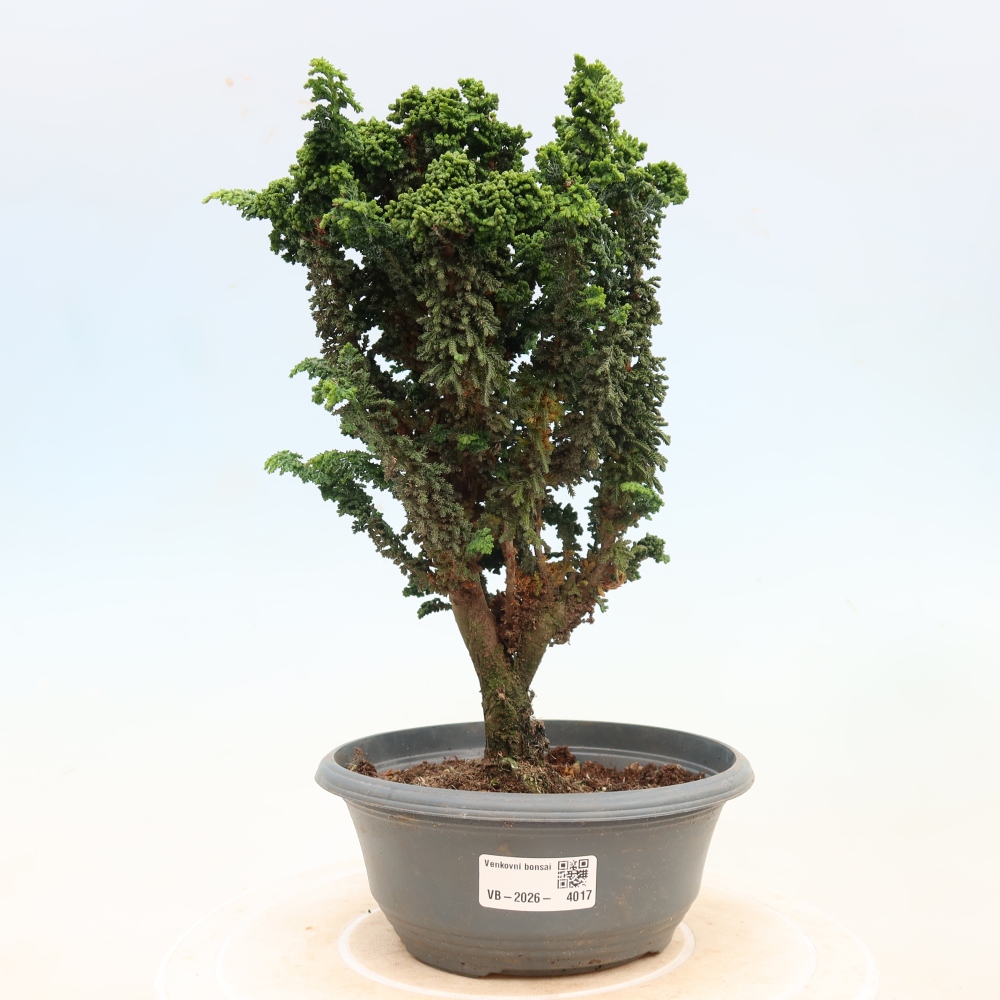 Bonsai zewnętrzne - Cham. obtusa SEKKA HINOKI - Cyprys