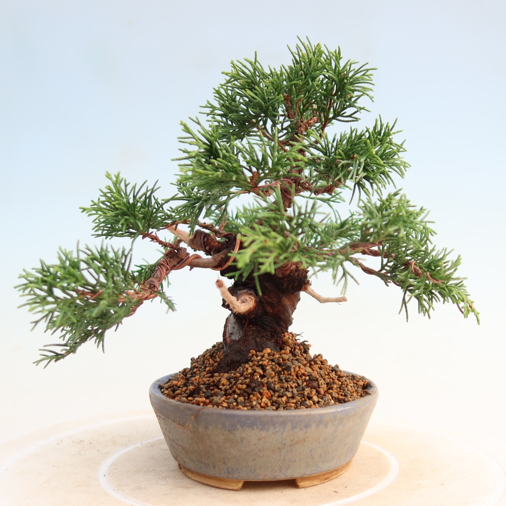 Outdoor bonsai - Juniperus chinensis Itoigawa - Jałowiec chiński