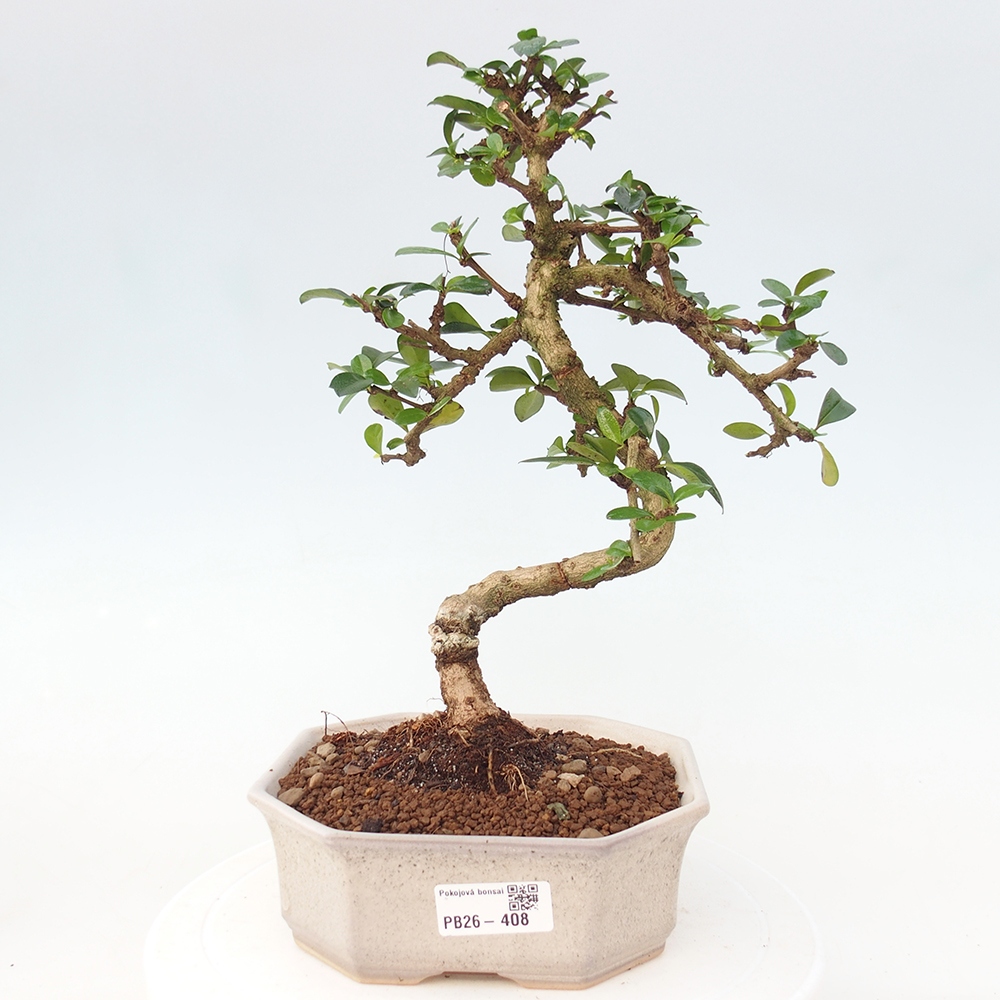 Bonsai pokojowe - Carmona macrophylla - Tea fuki