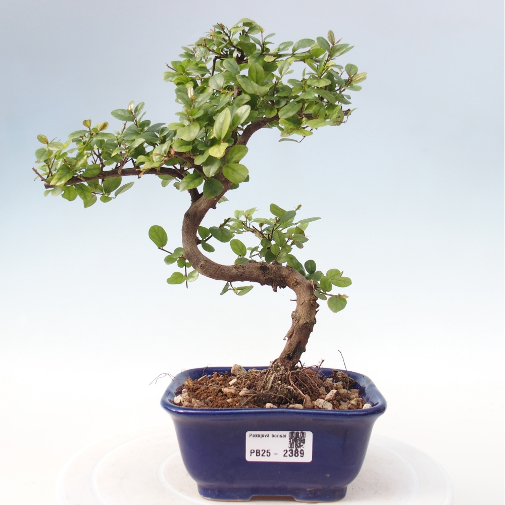 Bonsai wewnętrzne - Sagerécie thea - Sagerécie thea