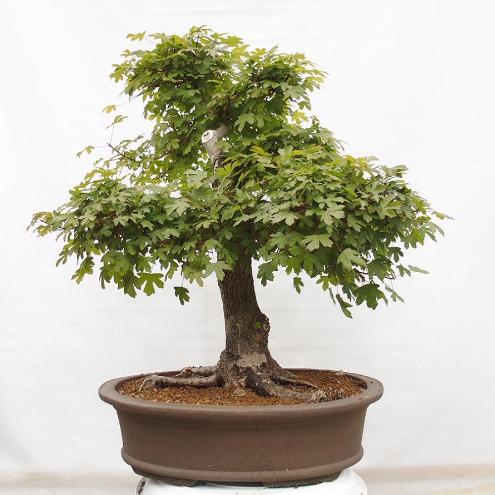 Bonsai zewnętrzne - Klon Francuski - Acer Nonspessulanum