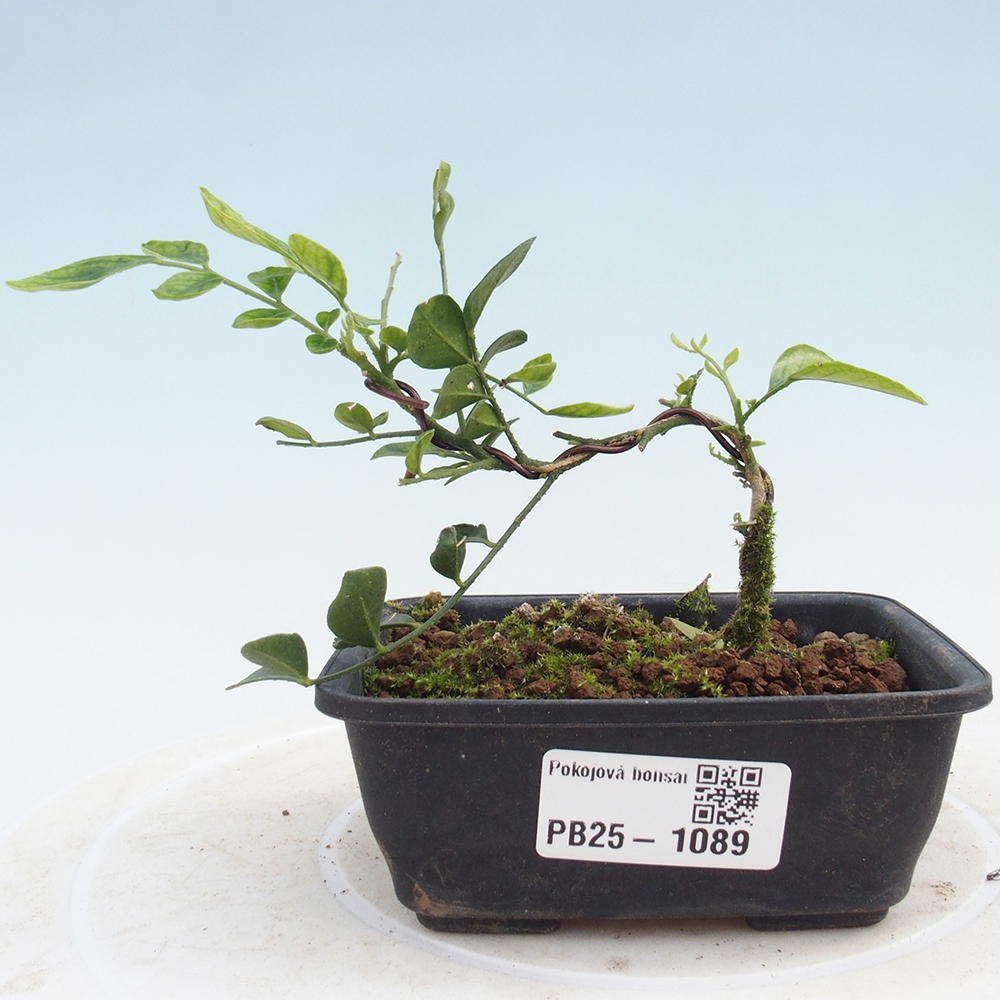 Pokój bonsai - Muraya paniculata