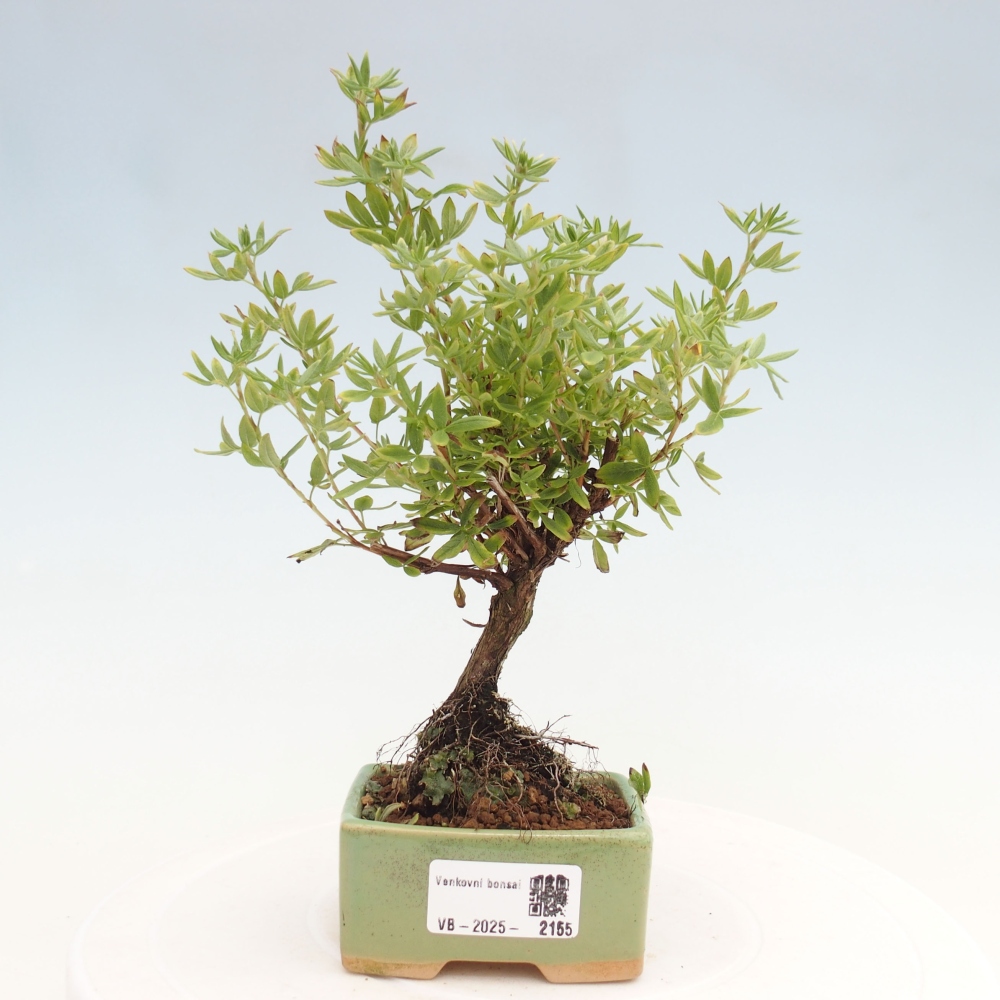 Outdoor bonsai-Pięciolistnik - Potentila fruticosa żółty Ptak