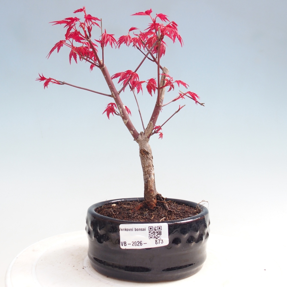 Outdoor bonsai - Acer palmatum DESHOJO
