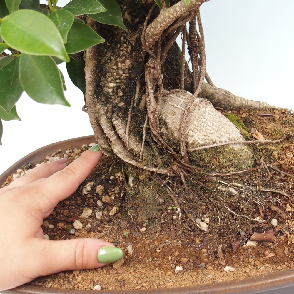 Bonsai pokojowe - Ficus kimmen - figowiec drobnolistny - WYŁĄCZNIE ODBIÓR OSOBISTY lub transport paletowy