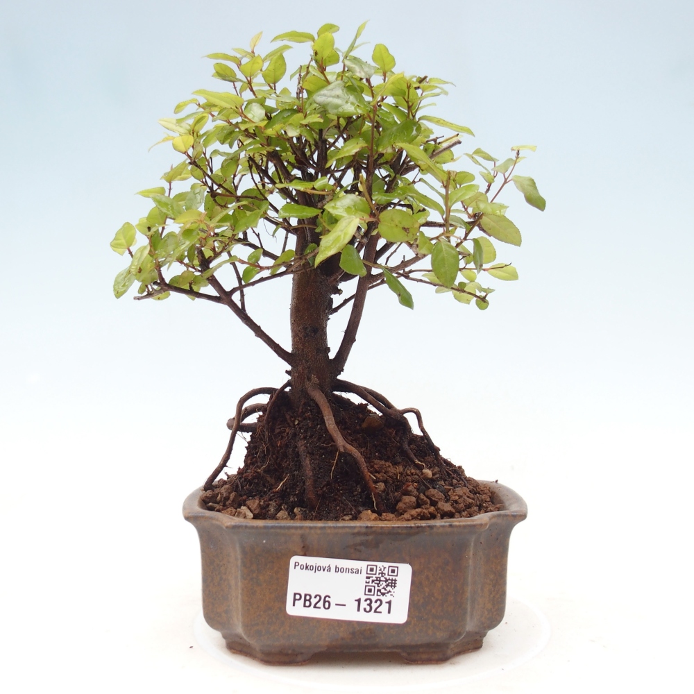 Kryty bonsai - Sagerécie thea - Sagerécie thea
