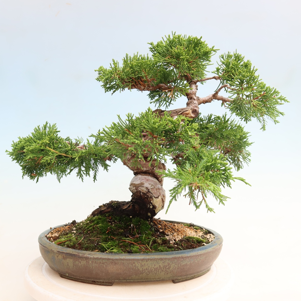 Bonsai ogrodowe – Juniperus chinensis Itoigawa – jałowiec chiński