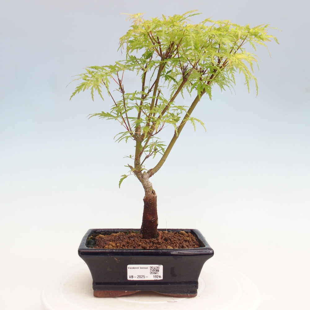 Outdoor bonsai - Acer palmatum Dissectum - Klon japoński 