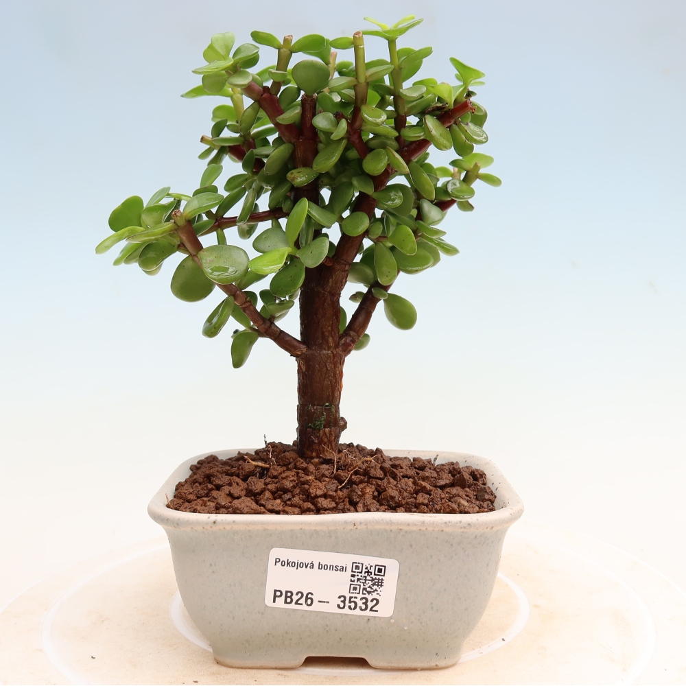 Pokój bonsai - Portulakaria Afra - Tlustice