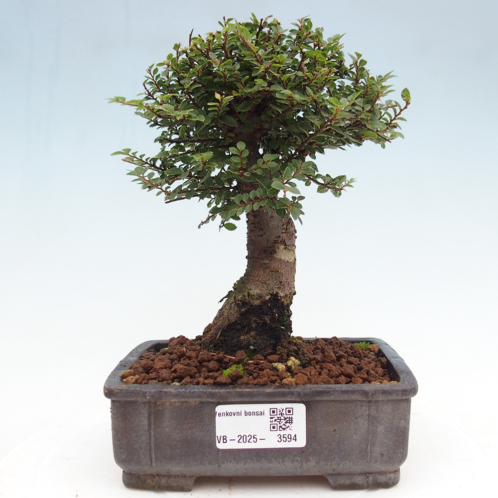 Outdoor bonsai - Ulmus parvifolia Hokkaido - wiąz chiński