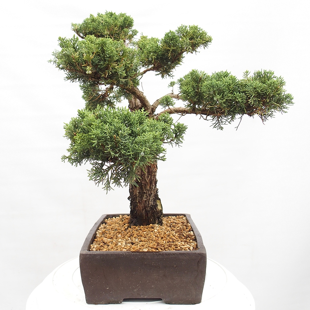 Bonsai plenerowe - Juniperus chinensis  - chiński jałowiec 