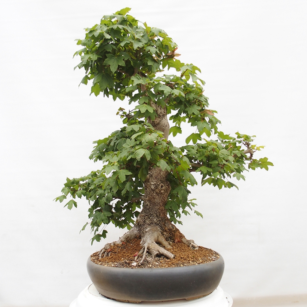 Bonsai zewnętrzne - Klon dziecięcy - Acer campestre