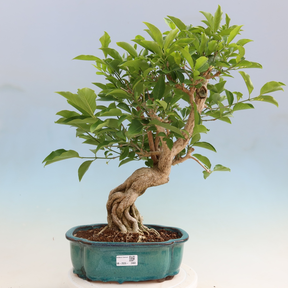 Bonsai zewnętrzne - wiąz europejski - euonimus