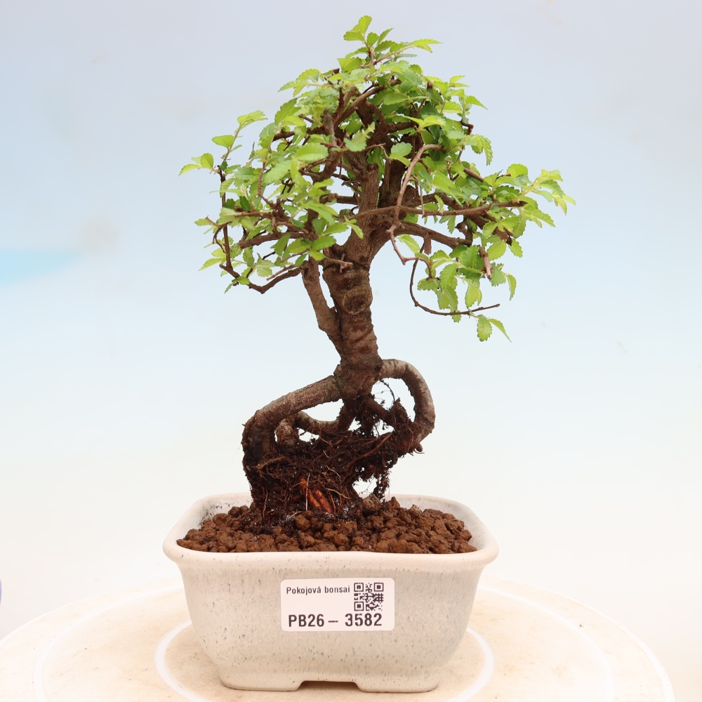 Pokój bonsai - Ulmus parvifolia - Wiąz drobnolistny