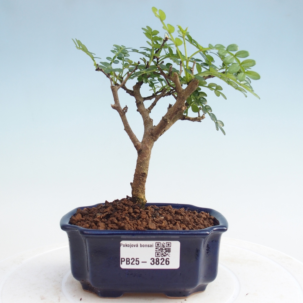 Pokój bonsai - Zantoxylum piperitum - Drzewo pieprzowe PB220935
