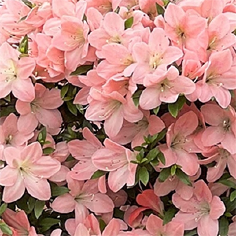 Bonsai zewnętrzne - Azalia japońska - Azalia Jukokan