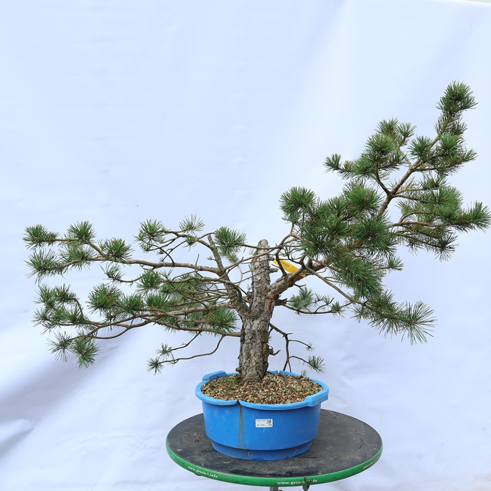 Pinus sylvestris Hiszpania – sosna zwyczajna