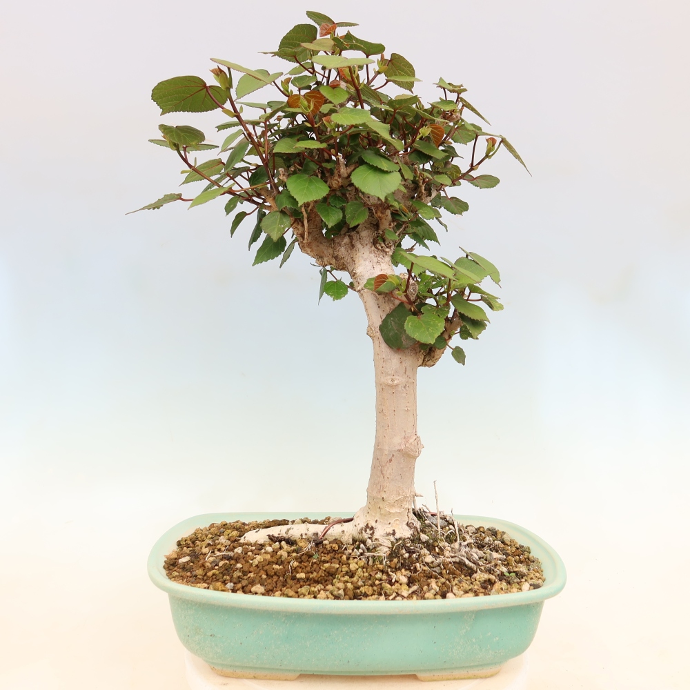 Bonsai domowe - Hibiscus tiliaceus - Hibiskus morski