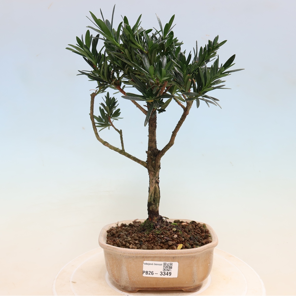 Pokój bonsai - Podocarpus - Kamienny cis