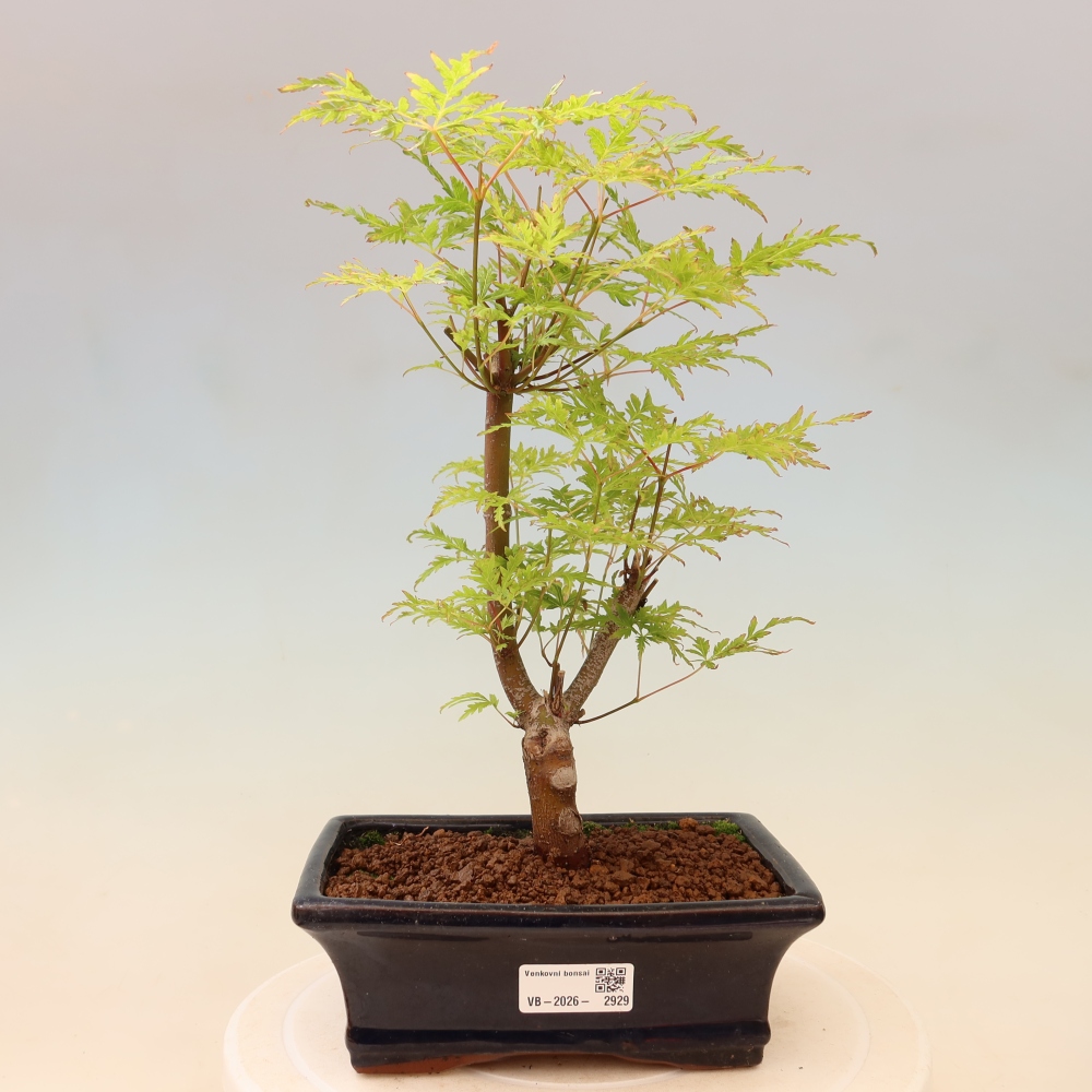 Bonsai ogrodowe – Acer palmatum Dissectum – klon palmowy 