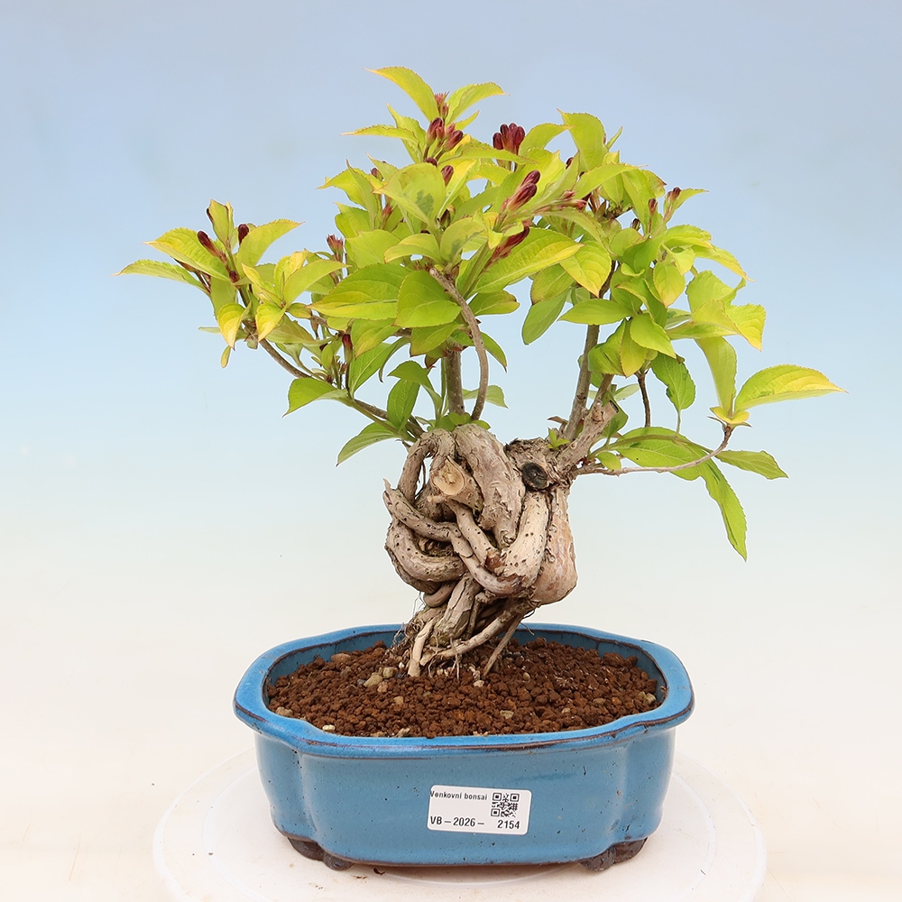Bonsai ogrodowe – Weigela subsessilis – Weigela koreańska