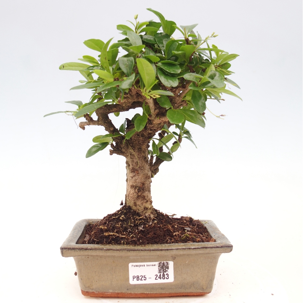 Bonsai wewnętrzne - Carmona makrophylla - Herbata Fuki