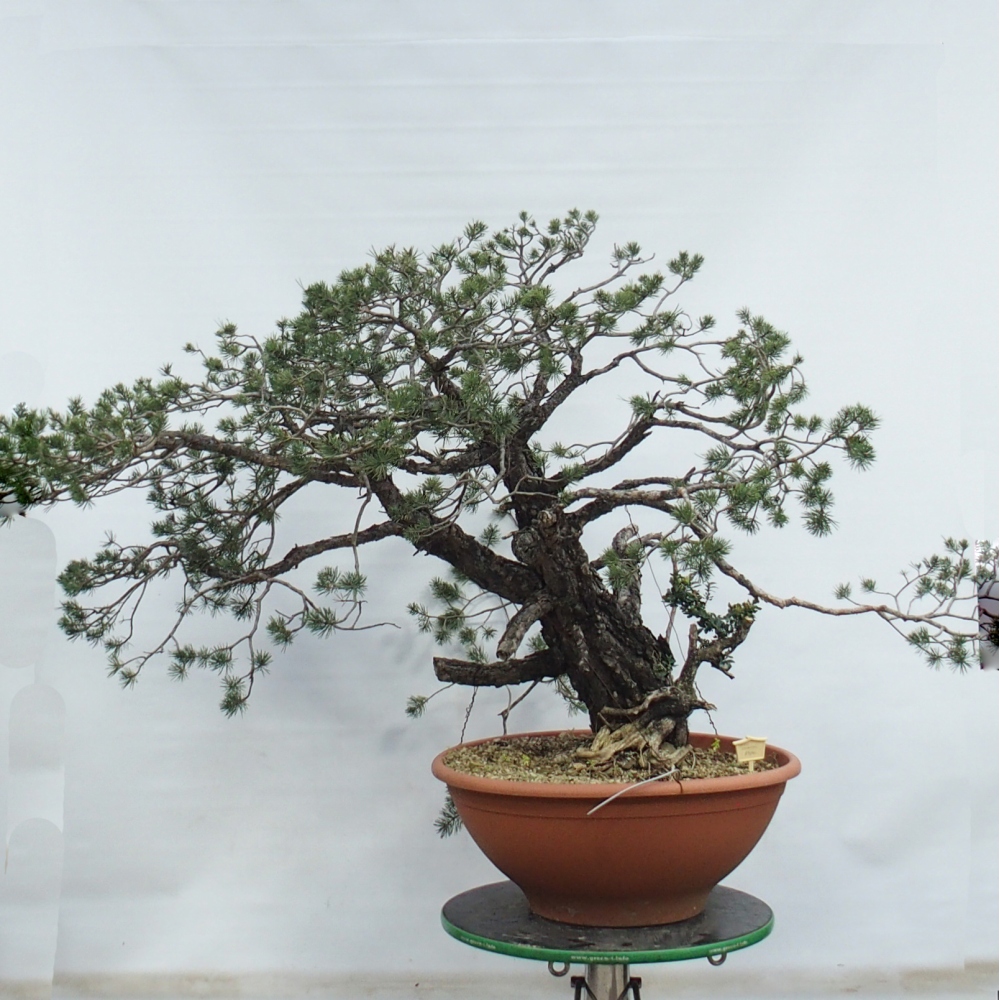 Yamadori - Pinus sylvestris Hiszpania