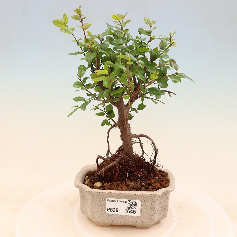 Bonsai pokojowe - Sageretia thea - Sageretia thea