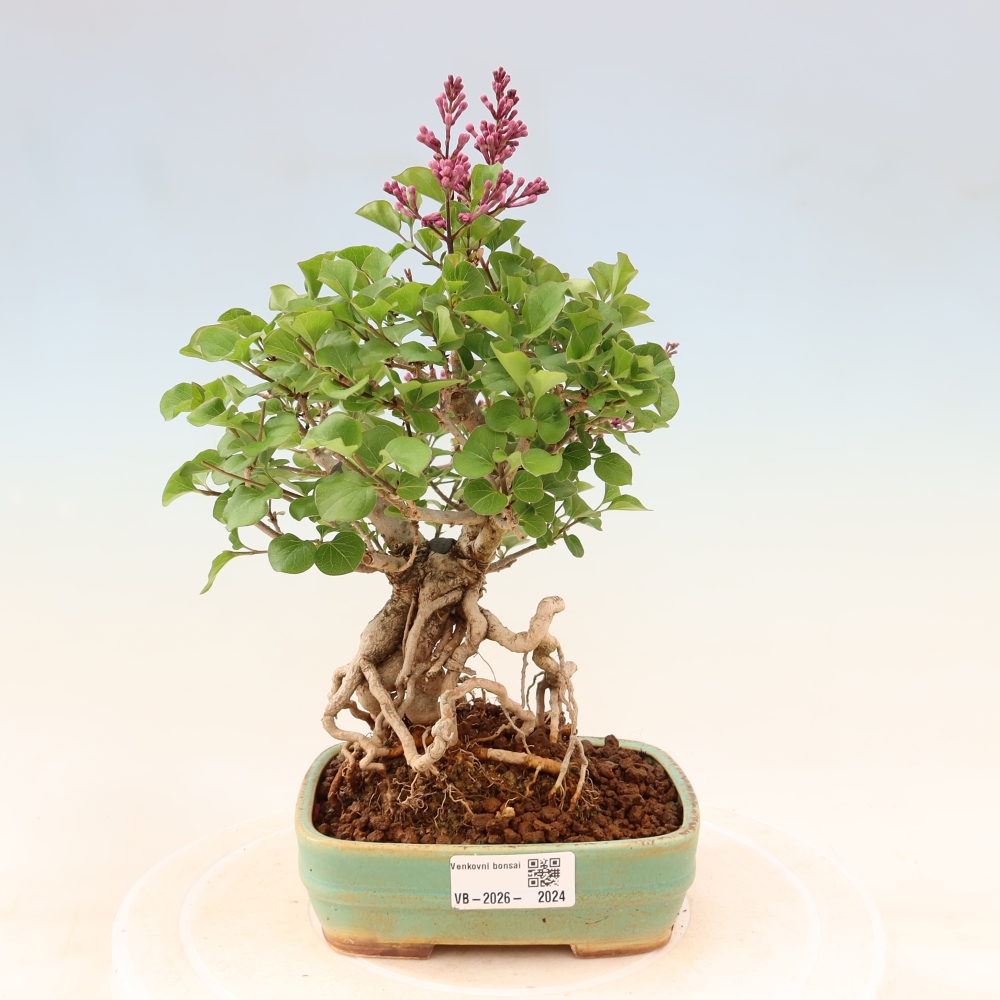 Outdoor bonsai - Syringa microphylla - liliowiec drobnokwiatowy