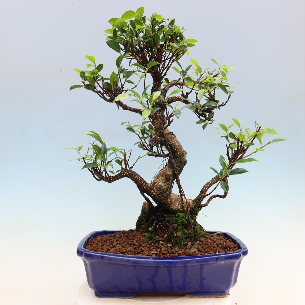 Pokój bonsai - Ficus kimmen - figowiec drobnolistny