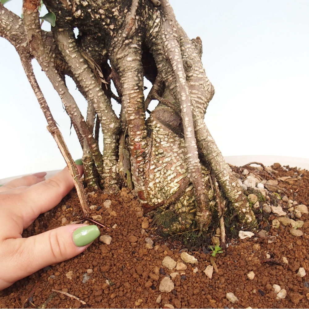 Bonsai pokojowe - Ficus kimmen - figowiec drobnolistny - WYŁĄCZNIE ODBIÓR OSOBISTY lub transport paletowy