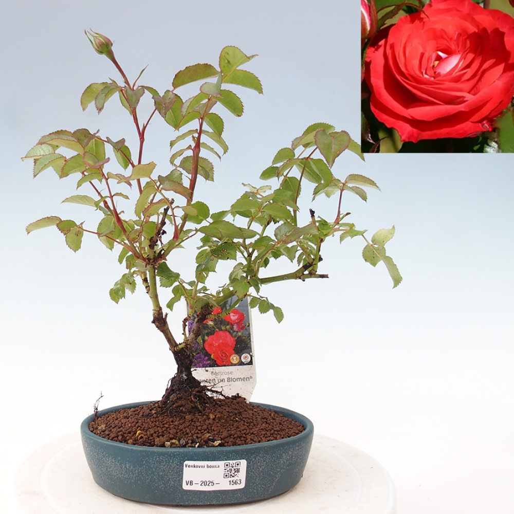Bonsai na zewnątrz - Rosa Kordes - róża 