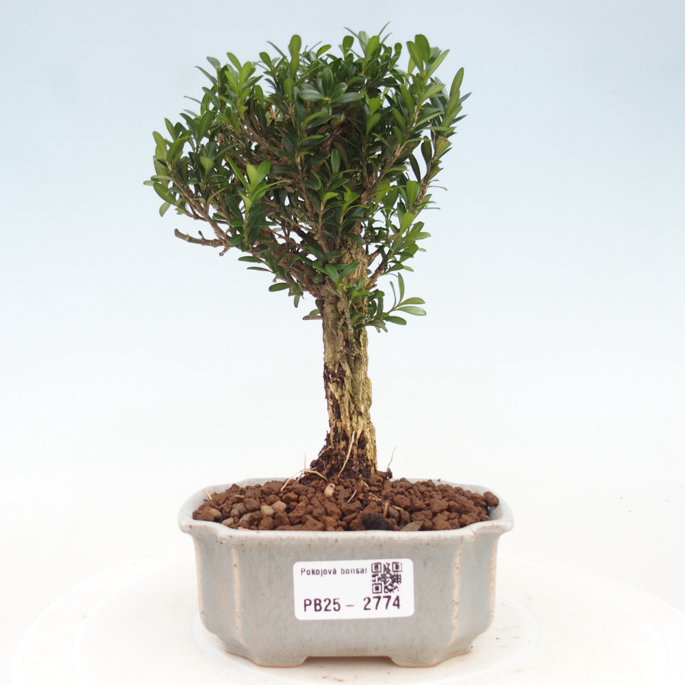 Pokój Bonsai - Buxus harlandii - Bukszpan korkowy