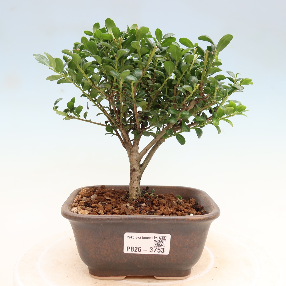 Pokój bonsai - Ilex crenata - Ostrokrzew