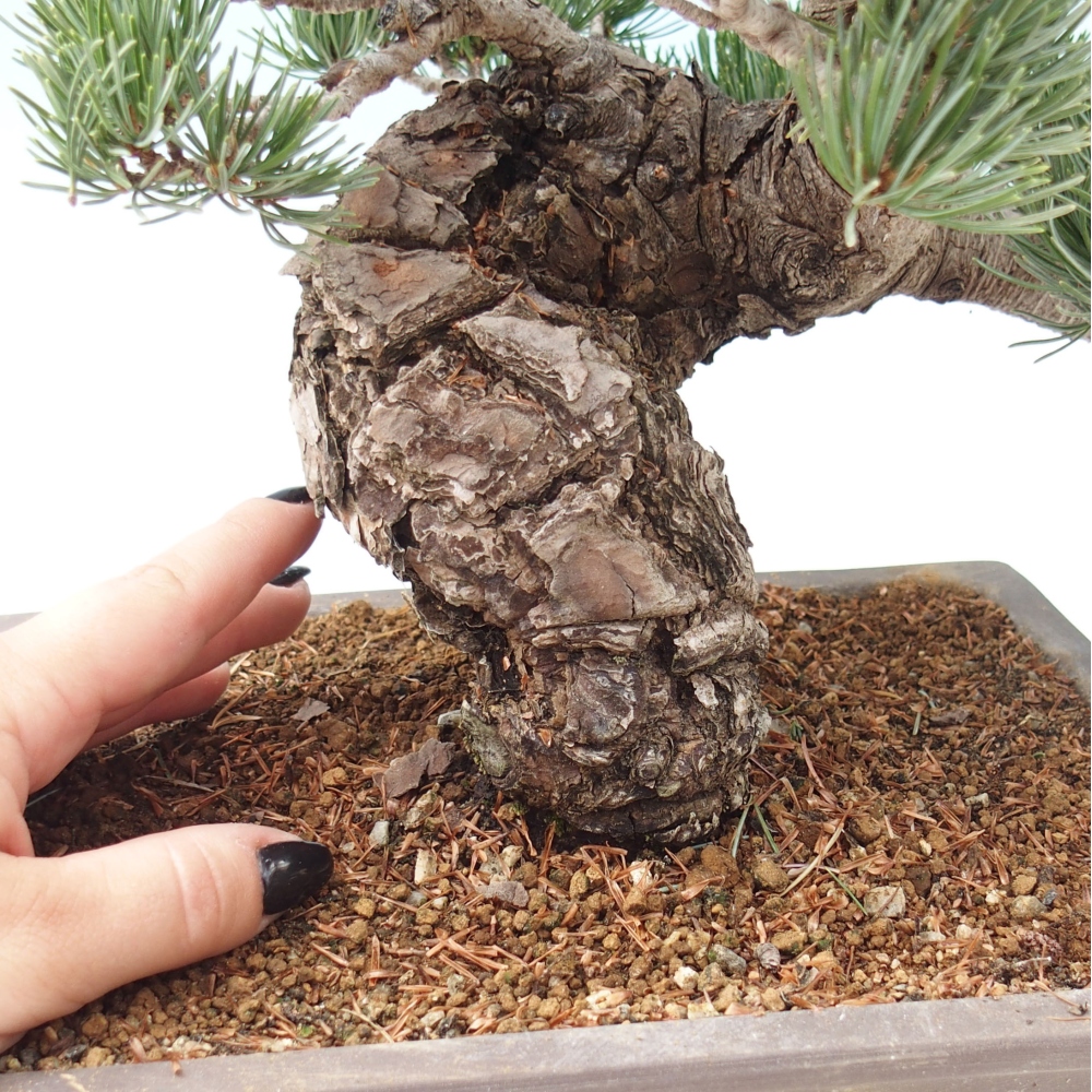 Outdoor bonsai - Pinus parviflora - Mała sosna