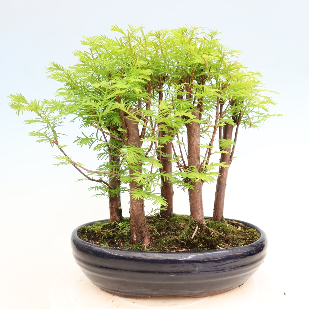 Bonsai ogrodowe – Metasequoia glyptostroboides – metasekwoja chińska – zagajnik