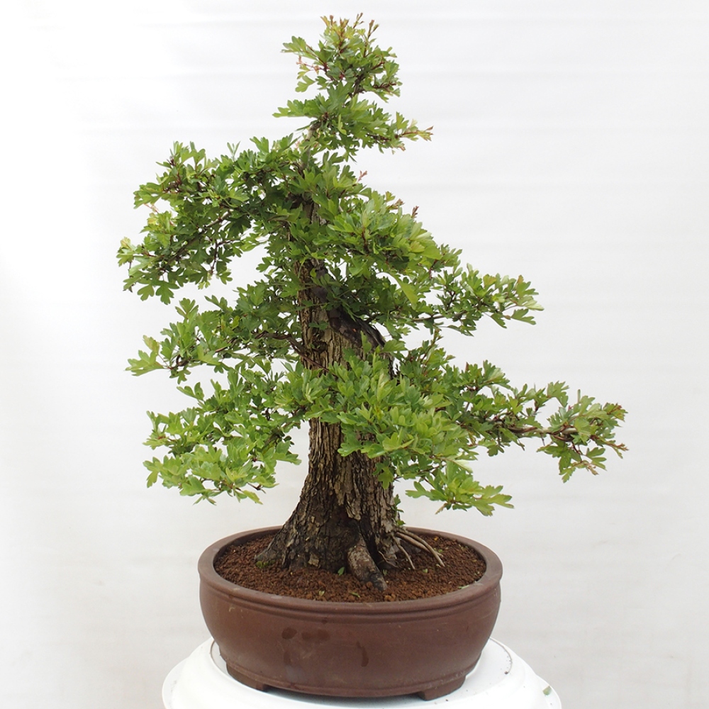 Bonsai zewnętrzne - Głóg - Crataegus monogyna
