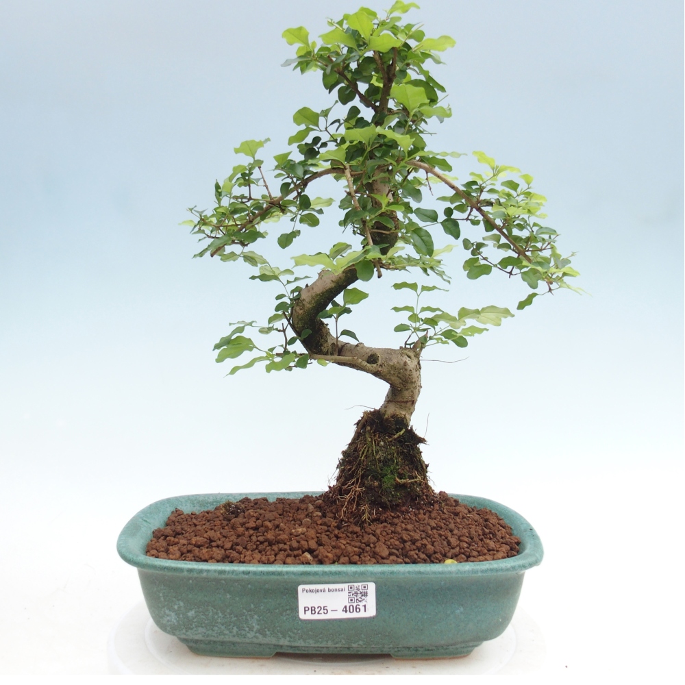 Pokój bonsai - Ligustrum chinensis - Dziób ptaka
