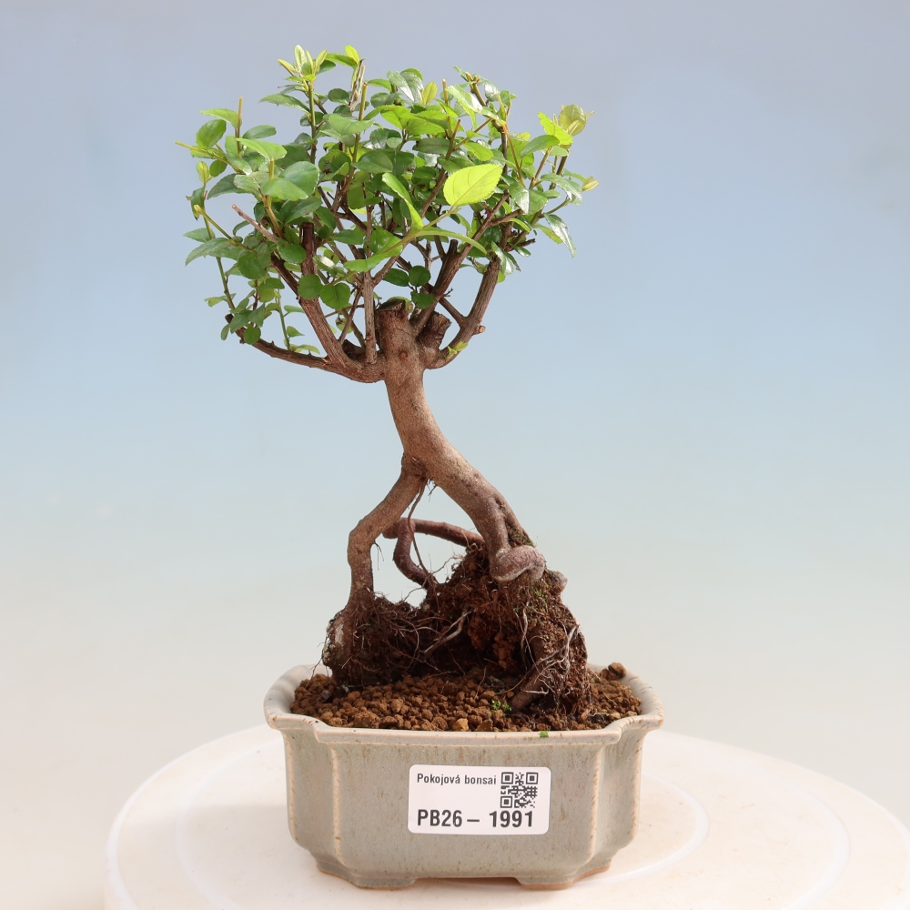 Bonsai pokojowe - Sageretia thea - Sageretia thea