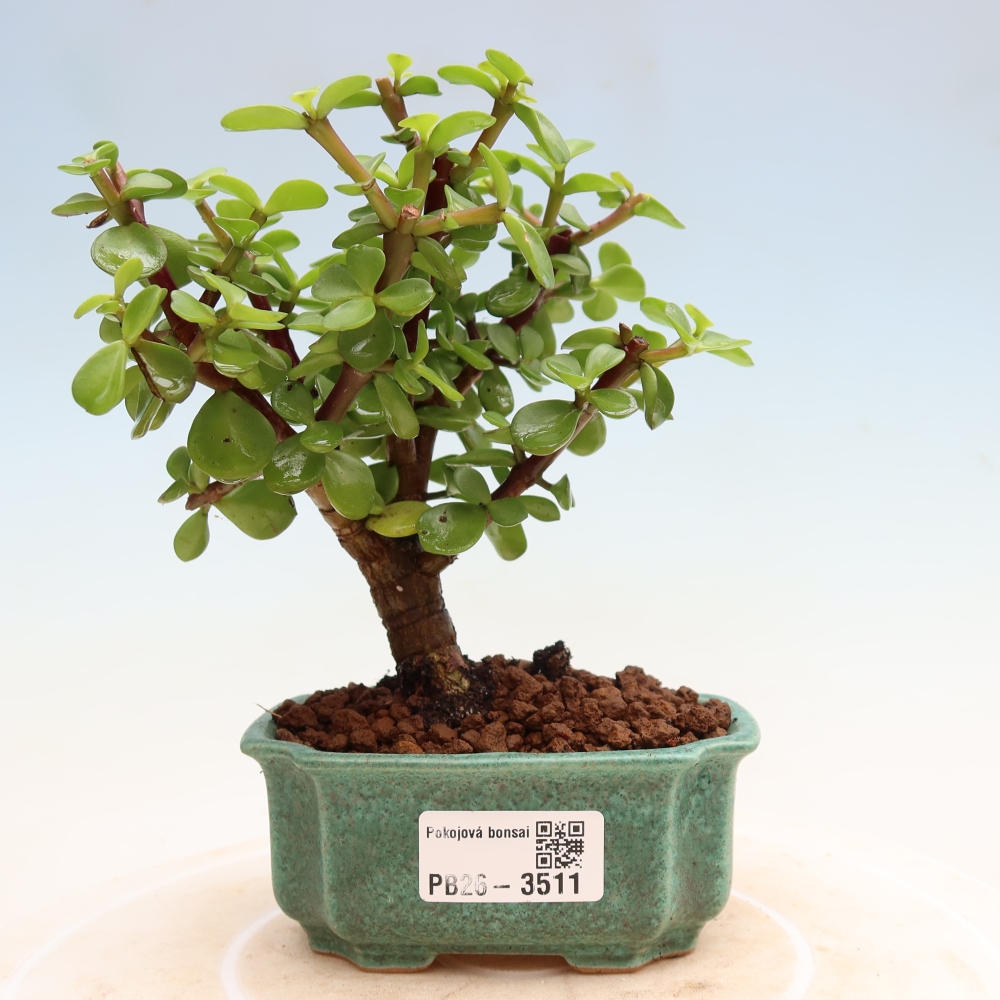 Pokój bonsai - Portulakaria Afra - Tlustice