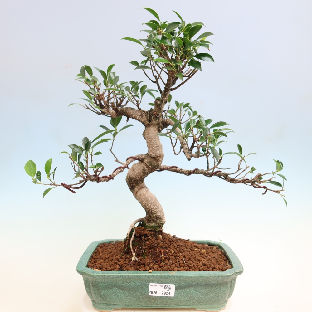 Pokój bonsai - Ficus kimmen - figowiec drobnolistny