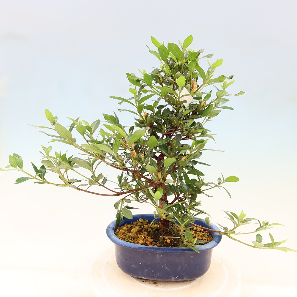 Bonsai zewnętrzne - Azalia japońska - Azalia Shinsei