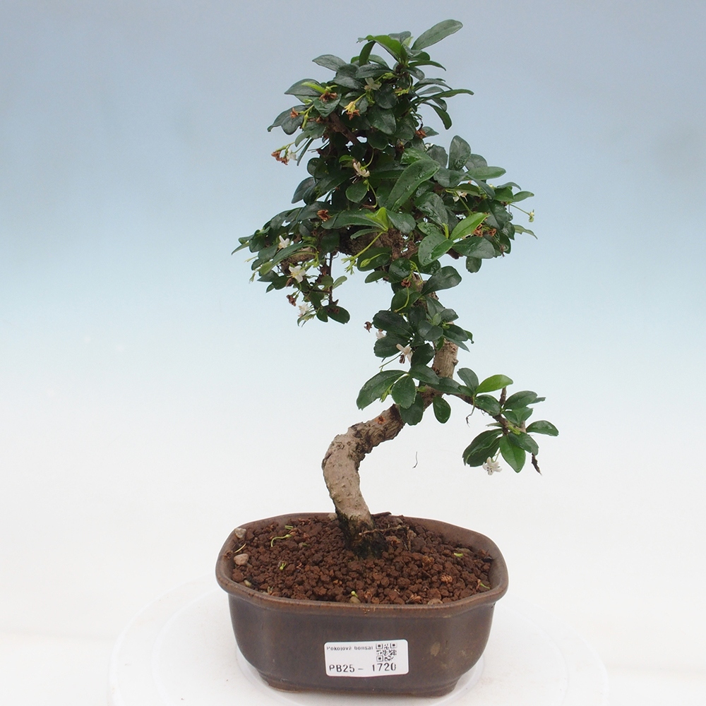 Bonsai wewnętrzne - Carmona makrophylla - Herbata Fuki