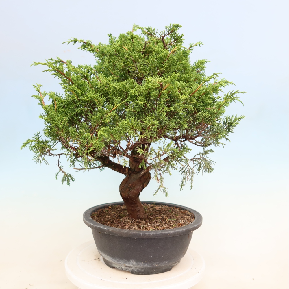 Bonsai ogrodowe – Juniperus chinensis Itoigawa – jałowiec chiński