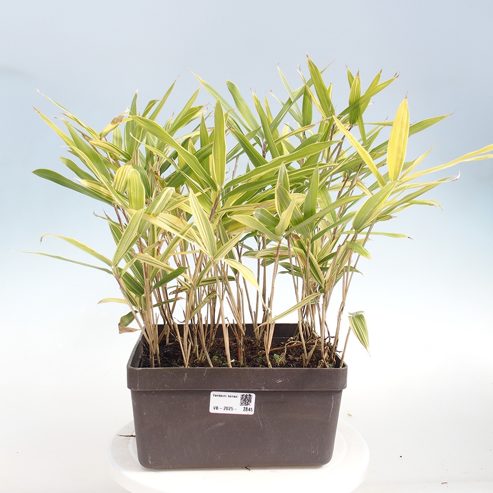 Bonsai zewnętrzne - Sasaella masamuneana Albostriata - Bambus