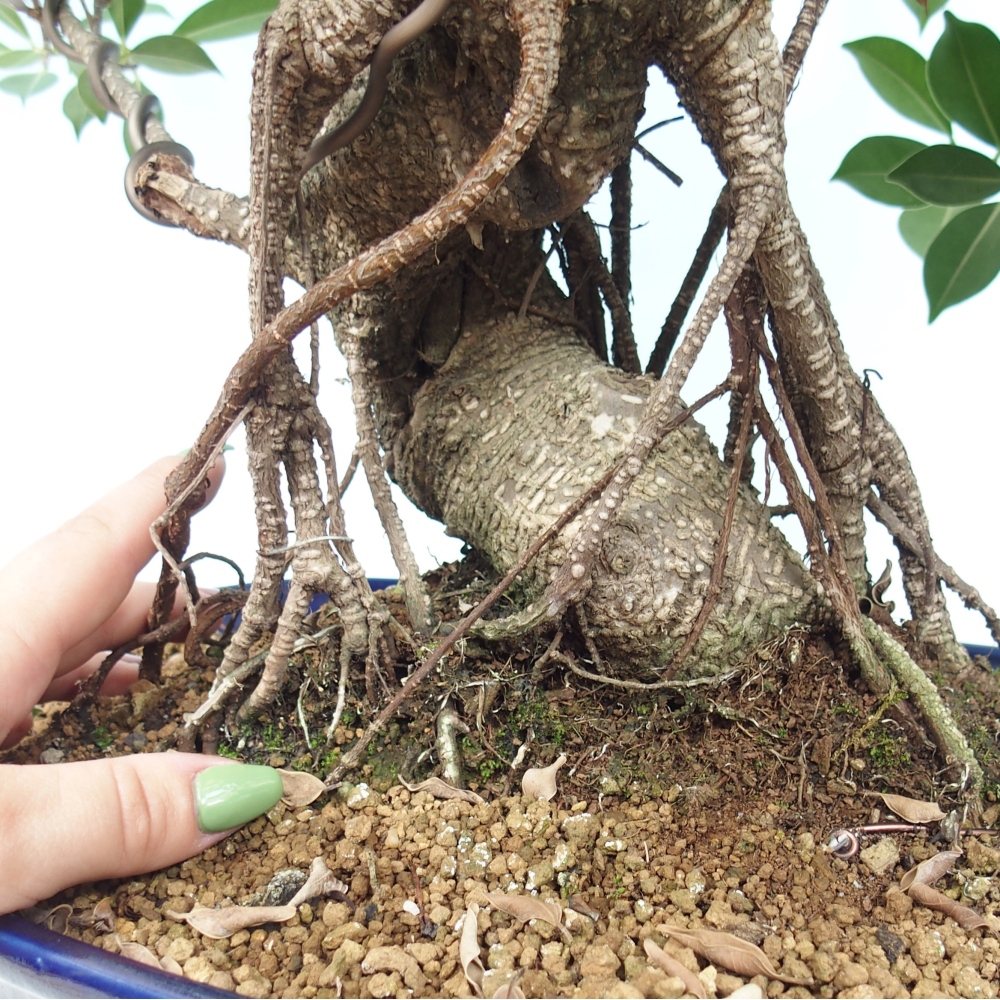 Bonsai pokojowe - Ficus kimmen - figowiec drobnolistny - WYŁĄCZNIE ODBIÓR OSOBISTY lub transport paletowy