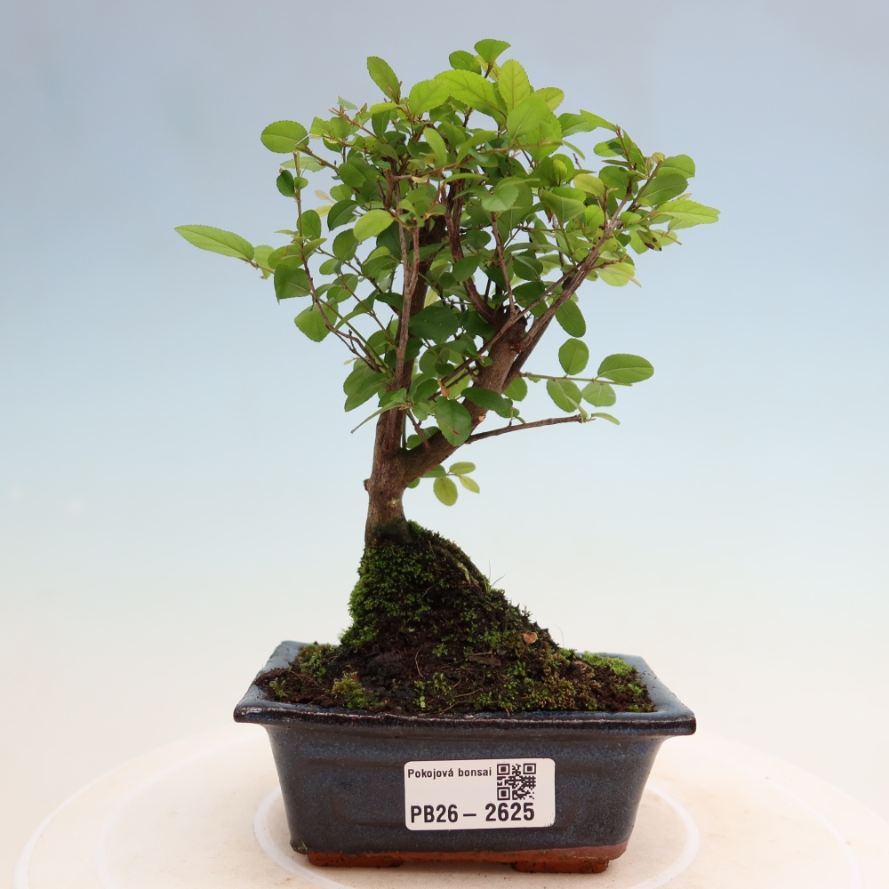 Bonsai pokojowe - Sageretia thea - Sageretia thea